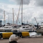 Marinas - A man sitting on a bench next to a cat