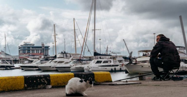 Marinas - A man sitting on a bench next to a cat