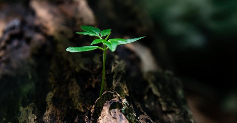 Life - Selective Focus Photo of Green Plant Seedling on Tree Trunk