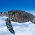 Ecosystems - Big aquatic turtle swimming in blue sea
