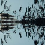 Waters - Grass in Water Reflection