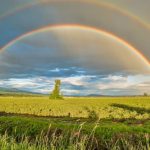 Day - Crop Field Under Rainbow and Cloudy Skies at Dayime